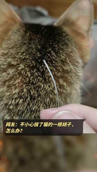 拔掉了猫的胡子（不小心拔掉猫胡子）