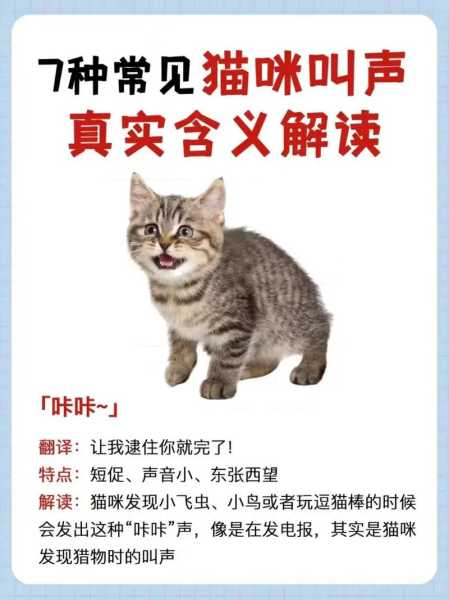 猫咪会一直叫嘛（猫咪会一直叫嘛怎么回事）