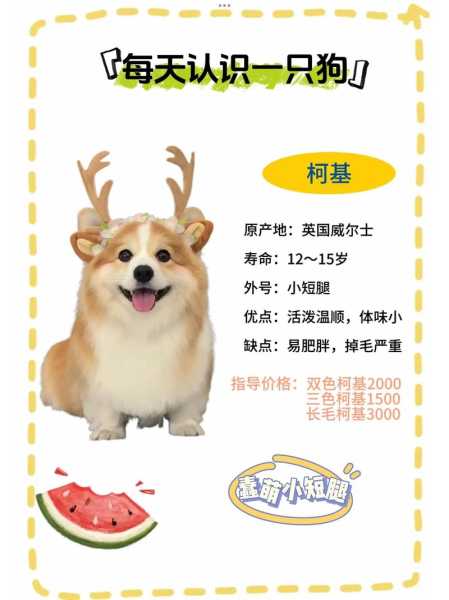 柯基犬该如何训练才能听话（训练 柯基）