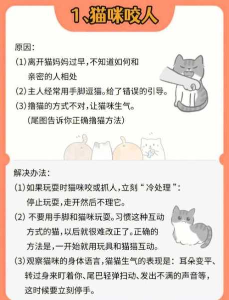 四步让猫咪不再乱抓家的动作（如何让猫咪不抓人不咬人）