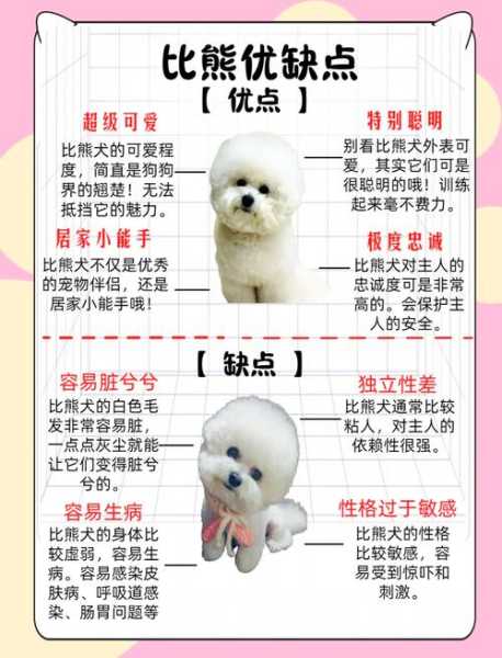 选购纯种比熊犬的9大因素（选购纯种比熊犬的9大因素有哪些）