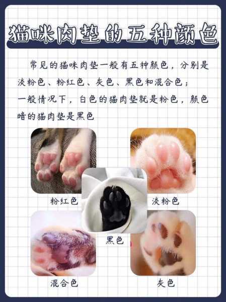 猫咪的肉垫有点硬怎么办（猫咪的肉垫硬硬的）