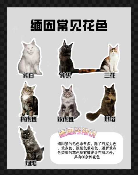 缅因猫为啥不能养（为什么缅因猫性格很好）