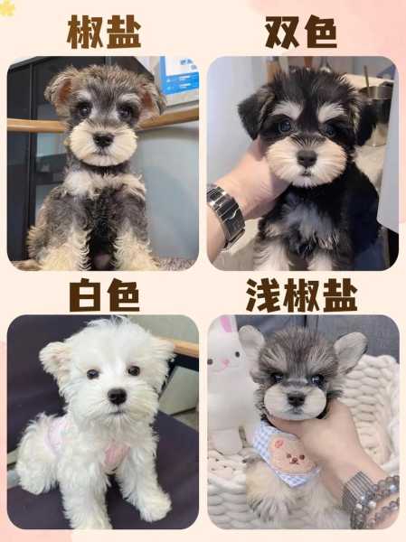 雪纳瑞幼犬喂食时间（雪纳瑞幼犬喂食时间多长）