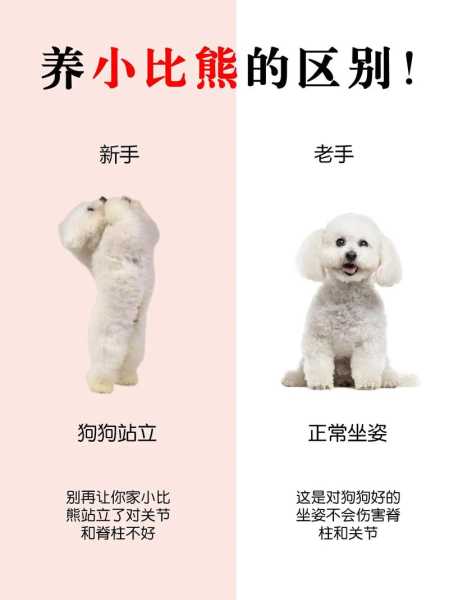 选购纯种比熊犬的9大理由（如何挑选比熊犬,纯种比熊犬的5大特征）