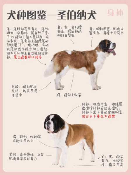 圣伯纳犬能活多久（圣伯纳犬寿命多少年）