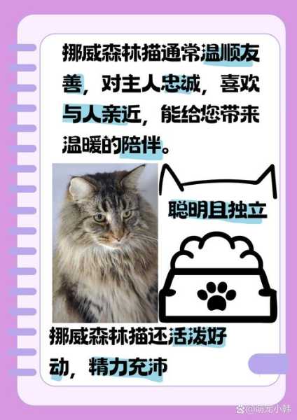 挪威森林猫优点和缺点（挪威森林猫价格一览表2021）