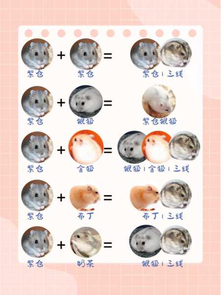 仓鼠配对表100%仓鼠种类（仓鼠的日常配种攻略）