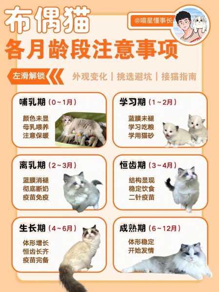 饲养布偶猫那么久会死吗（布偶一般活几年）