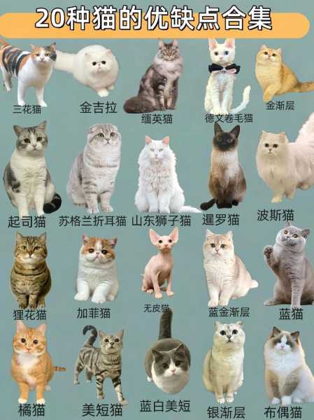 异国短毛猫种类（异国短毛猫品相鉴别）