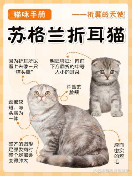 折耳猫绝育风险大不（折耳母猫绝育有危险吗）