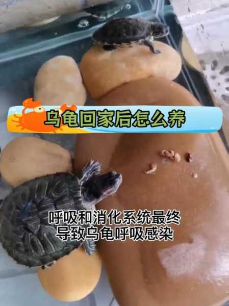 乌龟怎么养在家的方法（乌龟怎么养 在家）