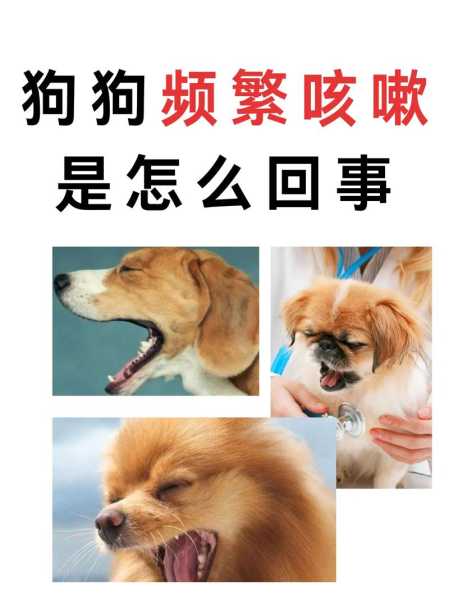 狗是不是咳嗽（狗咳嗽是狂犬病吗）