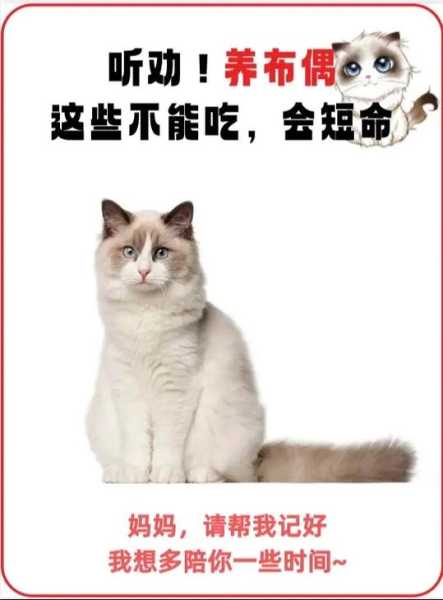 布偶猫咪不吃东西（布偶猫咪不吃东西怎么回事）