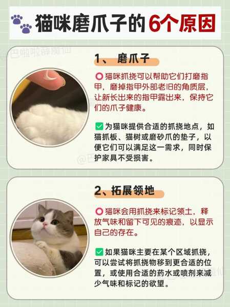 猫咪磨爪的原因及训练图片（猫磨爪的主要原因是什么）