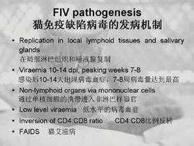 什么是猫免疫缺陷病毒病（什么是猫免疫缺陷病毒病毒感染）