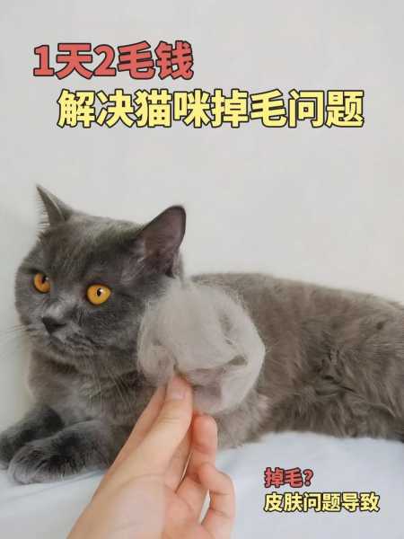 宠物狗和宠物猫掉毛厉害吗（宠物狗和宠物猫掉毛厉害吗图片）