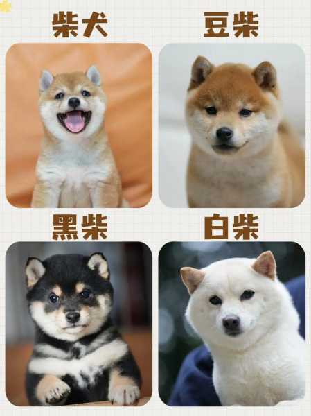 3个月小柴犬多少钱一只（柴犬什么颜色的最贵）