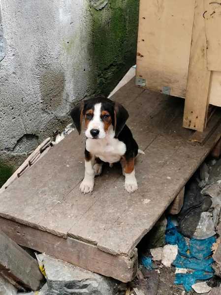 塞尔维亚三色犬适合家养吗（塞尔维亚三色犬猎兔）