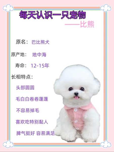 纯种比熊幼犬价格多少（纯种比熊犬能活多久）