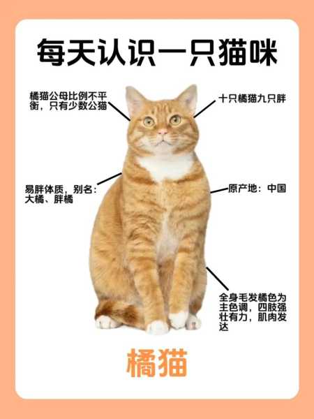 橘猫会冷吗（橘猫高冷吗）