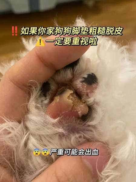 狗狗脚垫被划开怎么办（狗狗的脚垫被刮掉一块肉）