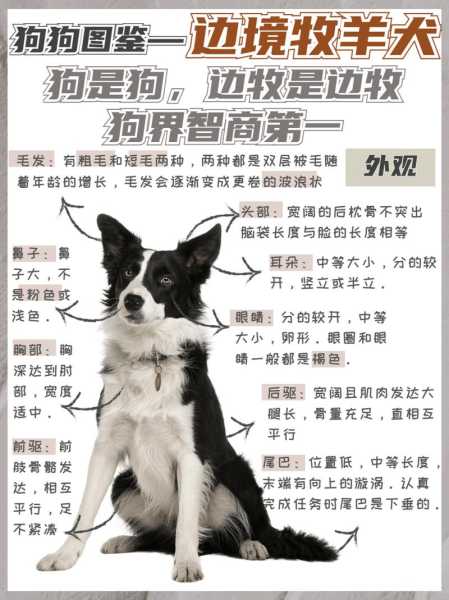 边牧犬感冒了怎么办（边牧犬感冒症状）