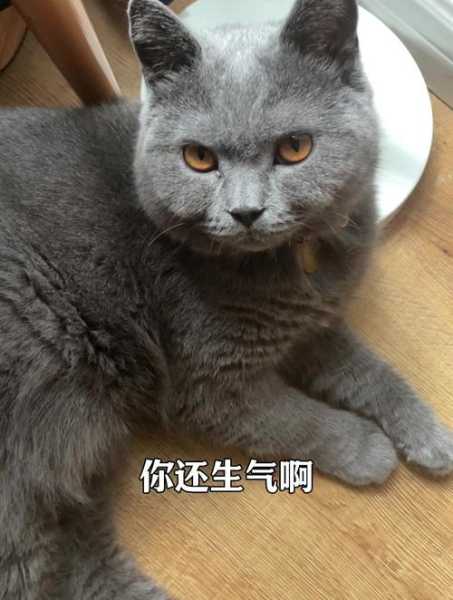 猫咪脾气太差（猫咪脾气太差了）