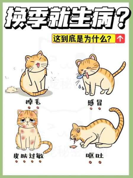 生病的猫怎么照顾（生病的猫怎么照顾好）