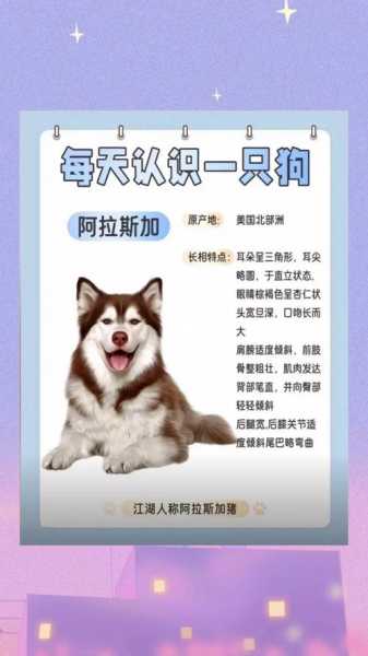 阿拉斯加不听话怎么办（阿拉斯加犬不听话怎么办）