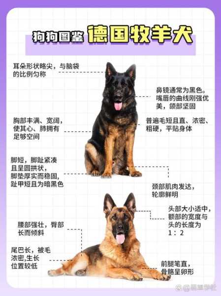 德国牧羊犬选育及鉴定方法（德国牧羊犬怎么区分纯种）