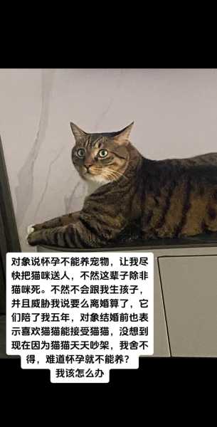 孕妇养猫要注意什么（孕妇养猫要注意什么问题）