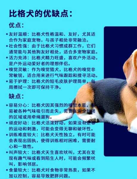 比格犬的品相（比格犬的品相怎么看好坏）