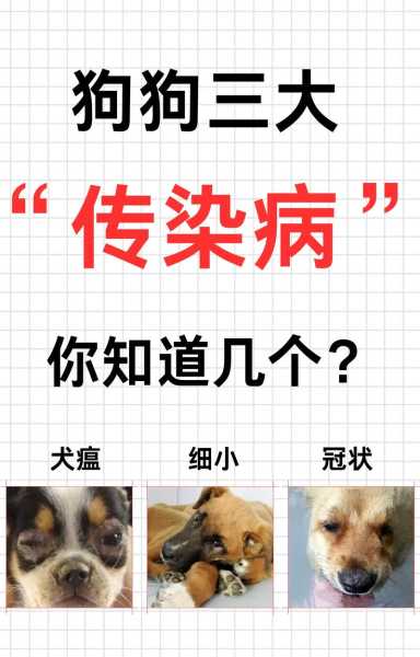 犬瘟热传染嘛（犬瘟热传染嘛会传染吗）