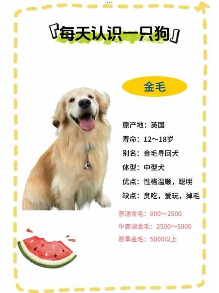 金毛犬的价格多少钱（金毛犬的价格多少钱一只成年）