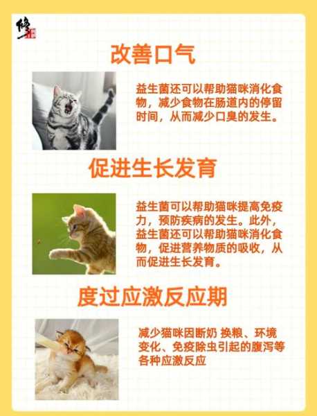 猫咪为什么吃益生菌（猫咪吃益生菌有坏处吗）