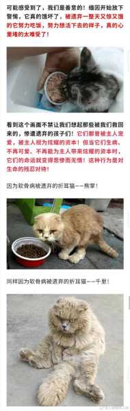 宠物猫退化（小猫衰退综合症）