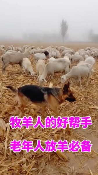 怎么能让成年牧羊犬保暖（牧羊犬怎么保护羊）