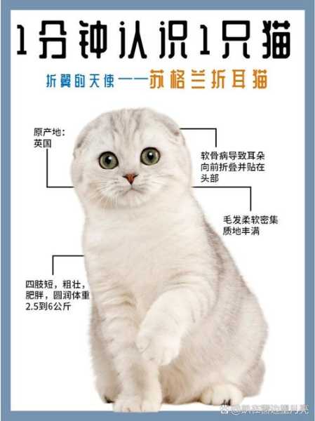 折耳猫分多少种（折耳猫分多少种吗）