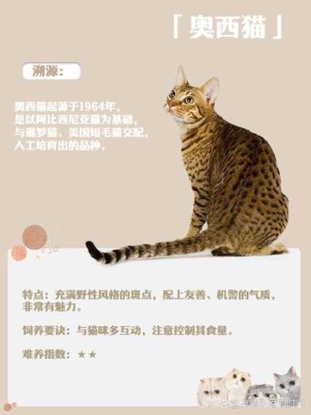 奥西猫多少钱一只（奥西猫为什么难饲养）