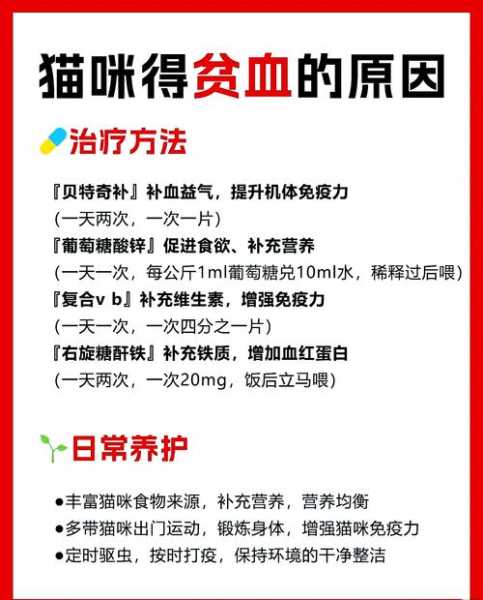 解析猫咪贫血的原因是什么（猫咪贫血症状详情 猫咪贫血怎么办）