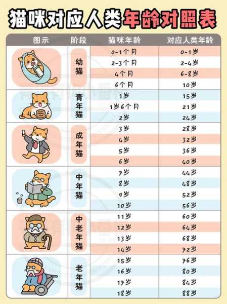 猫咪年龄多少（猫一般年龄有多大）