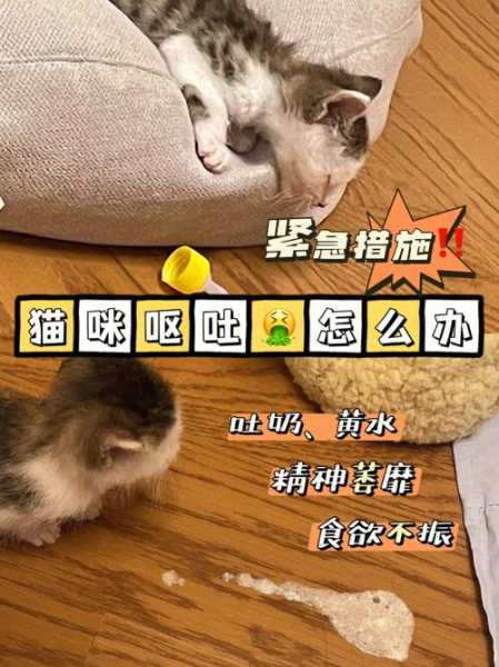 宠物猫耍小脾气该怎么办（猫咪耍脾气了什么反应）