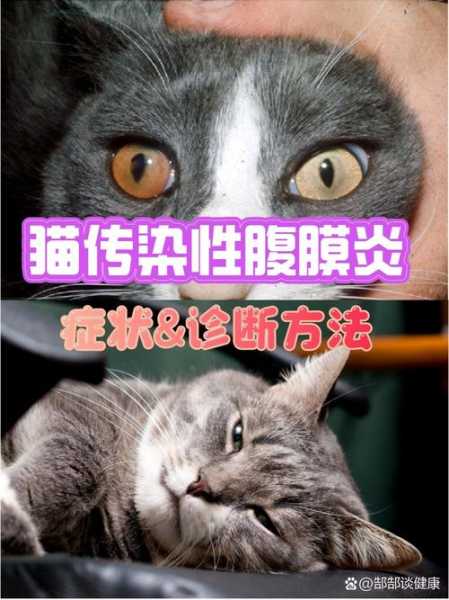 猫传染性腹膜炎是什么意思（猫传染性腹膜炎自愈办法）