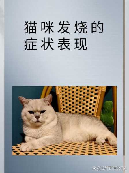 猫咪发烧有哪些症状图片（猫咪发烧有哪些症状图片和表现）