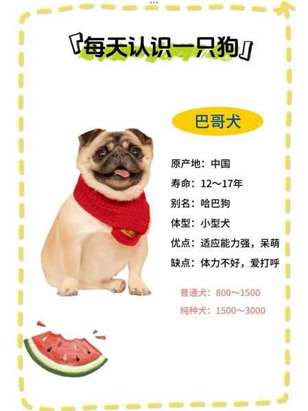 巴哥犬多少钱一只幼犬2022（巴哥犬多少钱 纯种）