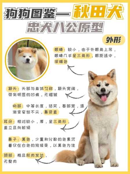 秋田犬幼犬能洗澡吗（秋田犬可以散养吗）