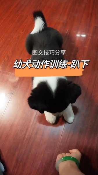 怎么训练狗狗趴下教程（怎样训练狗狗趴下?）