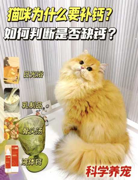 母猫怀孕需要补钙吗（母猫怀孕后要补充什么营养）