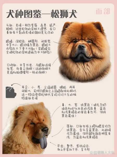 怎么训练松狮犬在指定地方（松狮犬怎么育种）